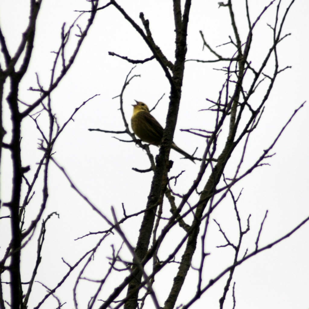 VWG vogelreis Oost Duitsland mei 2010 466